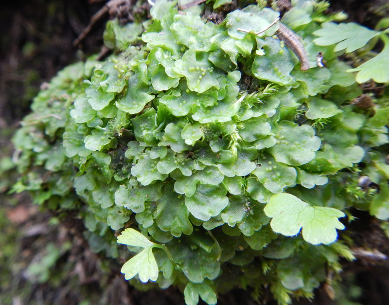 Pellia neesiana